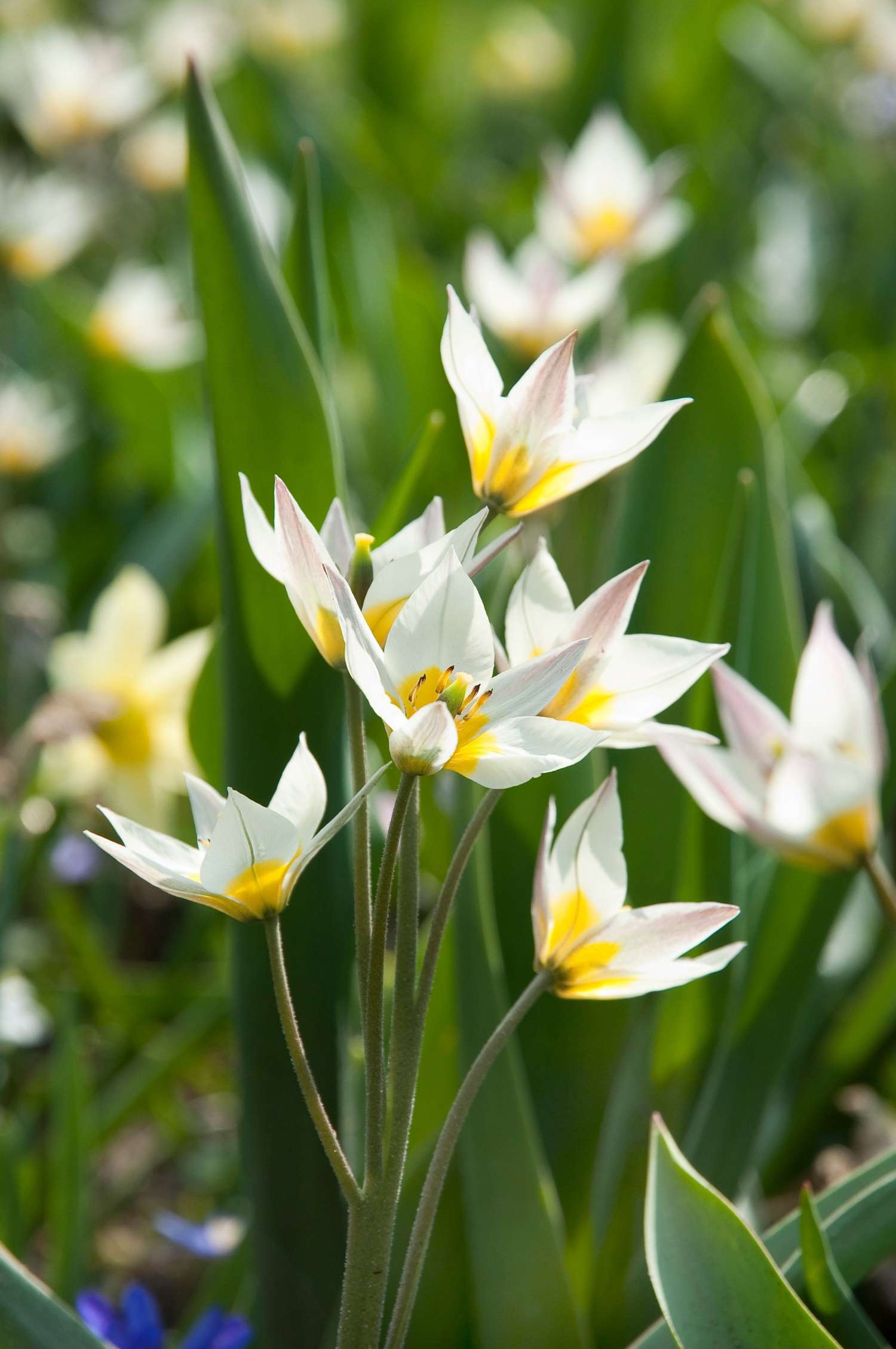 Tulipe botanique 'Turkestanica'